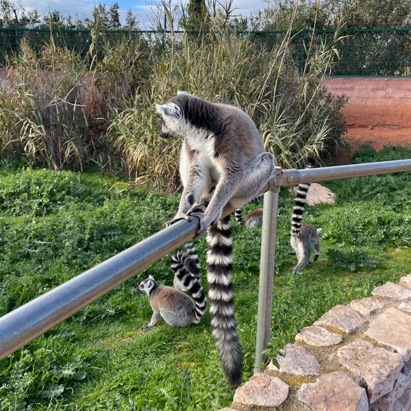 Foto diambil di Attica Zoological Park oleh Mariya N. pada 3/8/2023