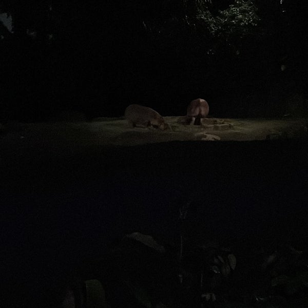 Photo taken at Night Safari by Mariya N. on 12/28/2022