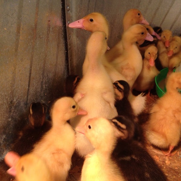 Atwoods Sulphur Springs Tx