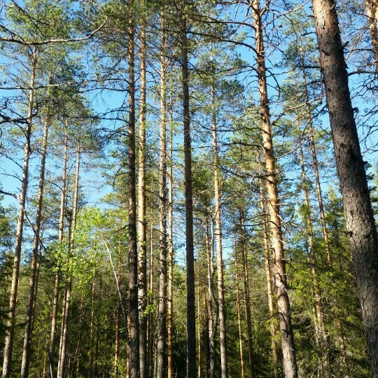 Лодейное поле ленинградская область пляж. Отель точка на карте лодейное поле владелец. Лодейное поле озерко зимой. Лодейное поле ленинградская область. Лес лодейное поле.