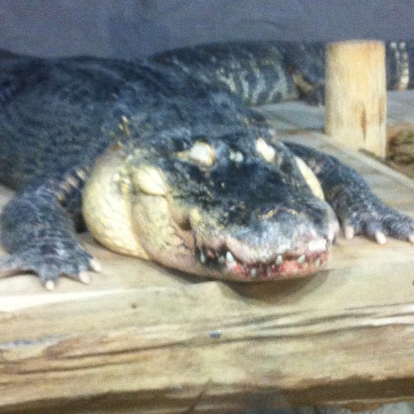 Photo taken at Reptilia by Andy Y. on 6/19/2013