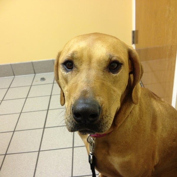 Pender Veterinary Centre Veterinarian in Fairfax