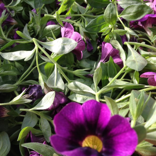 Greenwood Nursery Flower Store in Marshall