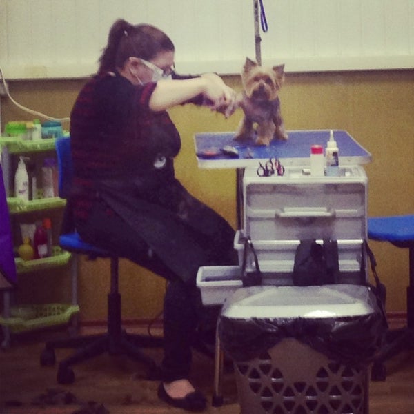 Стрижка собак в раменках - 85 фото