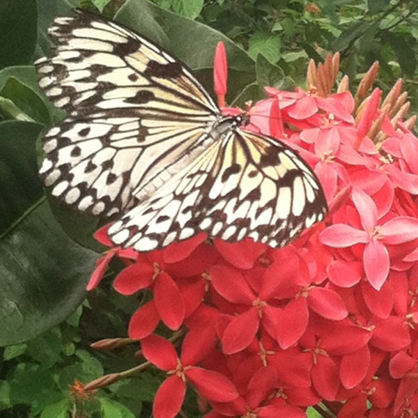 Photo prise au Butterfly House at Faust County Park par Jennifer H. le5/21/2013