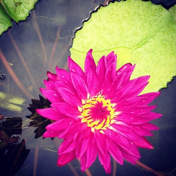 American Aquatic Gardens Garden Center in Marigny
