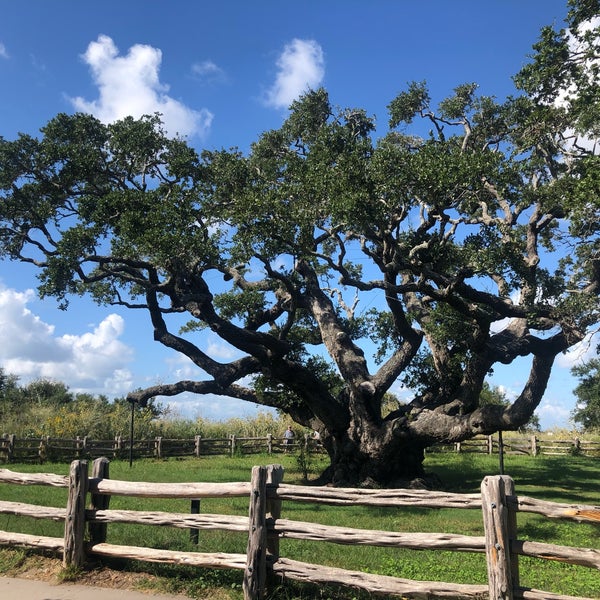 Big Tree Rockport, TX