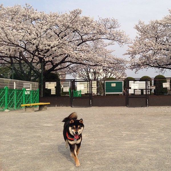 Photos At 芝浦中央公園 ドッグラン 品川 東京 東京都