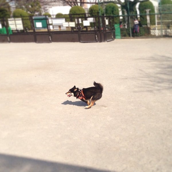 Fotos En 芝浦中央公園 ドッグラン 品川 Tokio 東京都