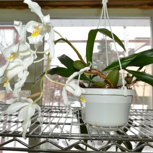 Теплица орхидей в пушкино