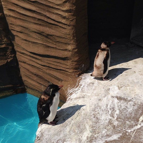 Fotos Em 東山動物園 ペンギン 千種区 Nagoia 愛知県 Fotos Em 東山動物園 ペンギン 千種区 Nagoia 愛知県