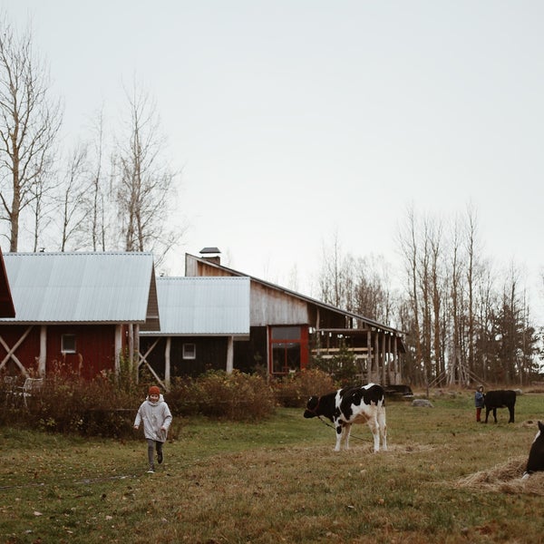 Хутор утешение на чудском. База отдыха хутор утешение. Ветвеник база отдыха. Хутор утешение чудское озеро. Хутор утешение, отдых на ферме в гдове.
