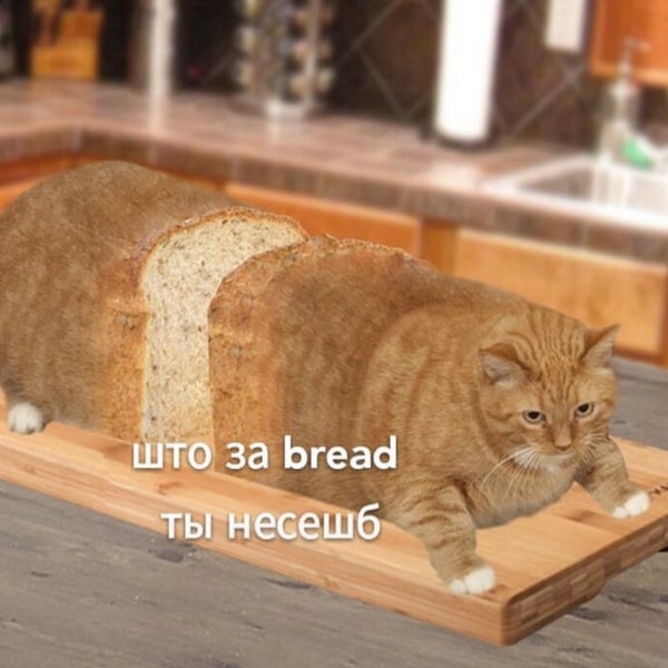 Хлеб кот