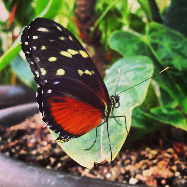 5/1/2013 tarihinde Alejandra P.ziyaretçi tarafından Mariposario Chapultepec'de çekilen fotoğraf