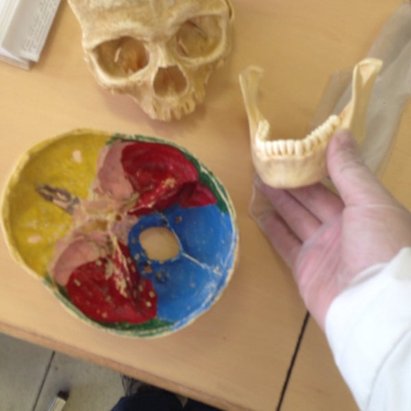 Кафедра анатомии животных. Агау факультет ветеринарной медицины. Музей анатомии моховая. Трупы в медицинском институте. Симферополь медицинский университет анатомичка.