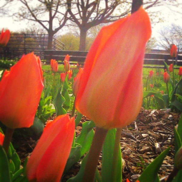 Red Hook Park Park in Brooklyn