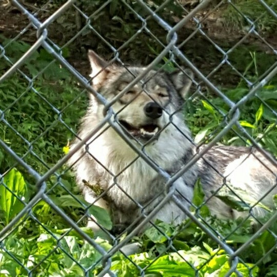 Photo taken at Camp Taylor &amp; Lakota Wolf Preserve by Nicole M. on 6/19/2016