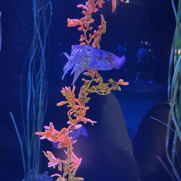 Снимок сделан в New York Aquarium пользователем nancita j. 8/16/2022