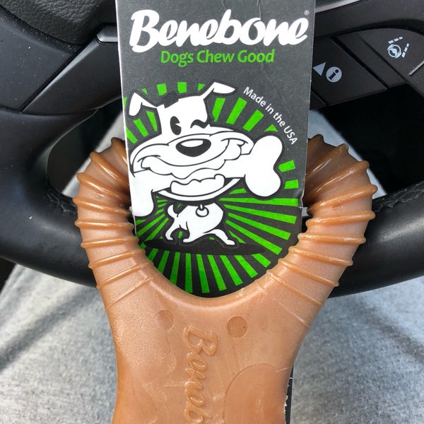 Loyal Companion Acton, MA