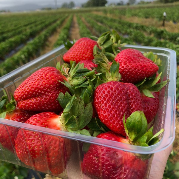 Julians Berry Farm & Cafe Café in Whakatane