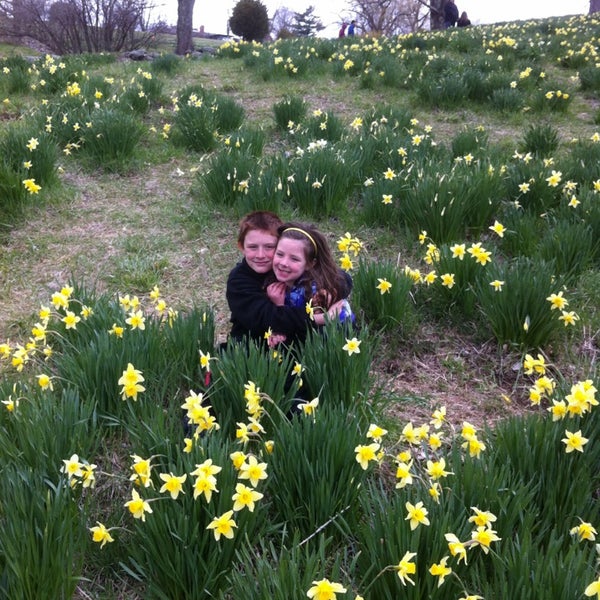 Daffodil Fields Northfield, CT