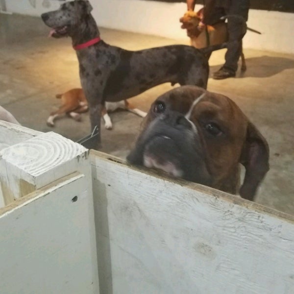 Applause Your Paws Dog Training Miami, FL