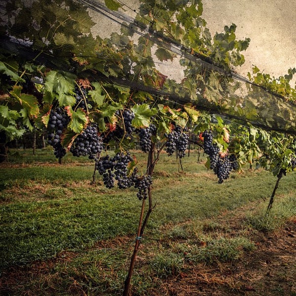 Arrington Vineyards College Grove, TN