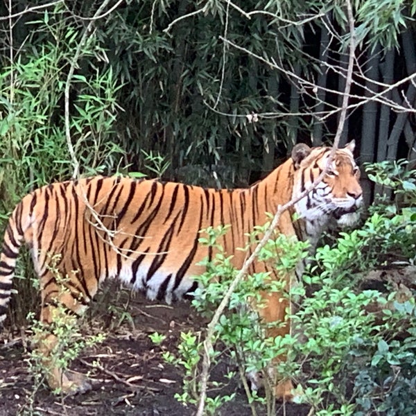 Photo taken at Audubon Zoo by Travis B. on 3/2/2019