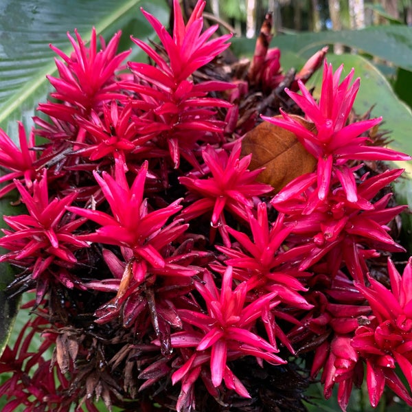 1/6/2020 tarihinde Keith C.ziyaretçi tarafından Hawaii Tropical Botanical Garden'de çekilen fotoğraf
