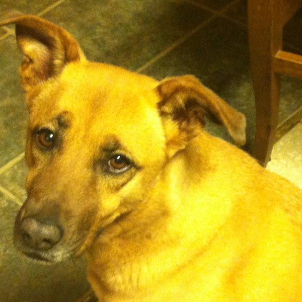 Redlands Animal Shelter Pet Supplies Store in West Redlands