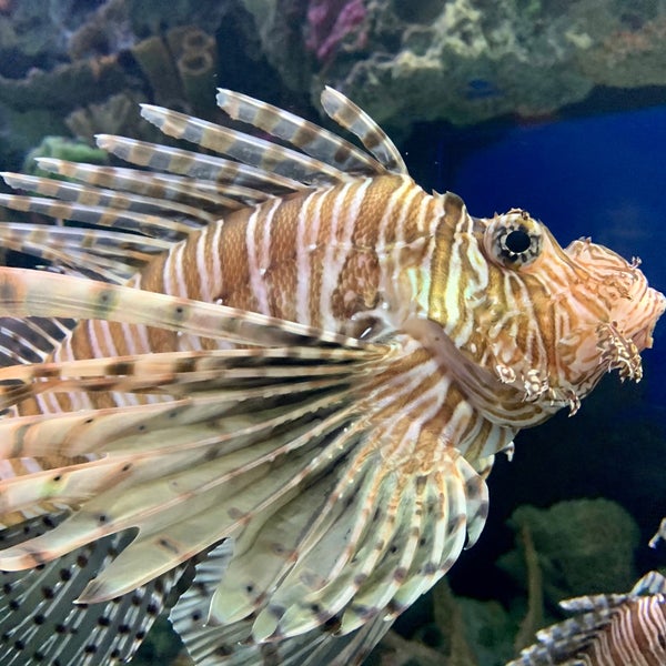 11/20/2020にDave R.がShark Reef Aquariumで撮った写真