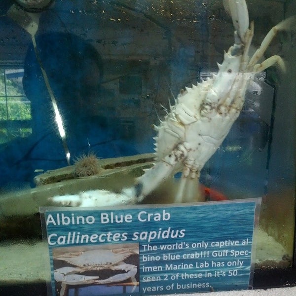Foto tomada en Gulf Specimen Aquarium  por Richard C. el 8/9/2014