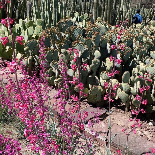 Photo prise au Desert Botanical Garden par sayumi le4/24/2023