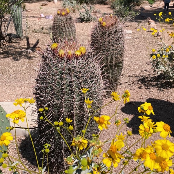 Foto tirada no(a) Desert Botanical Garden por sayumi em 4/24/2023