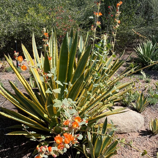 รูปภาพถ่ายที่ Desert Botanical Garden โดย sayumi เมื่อ 4/24/2023
