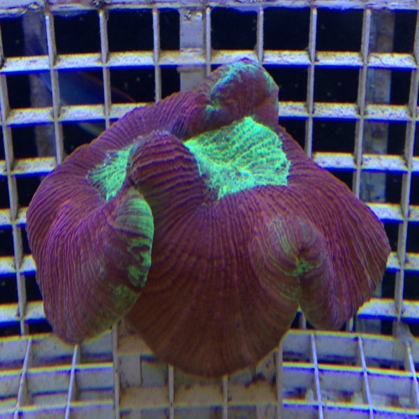 Fish matrix. Fish matrix