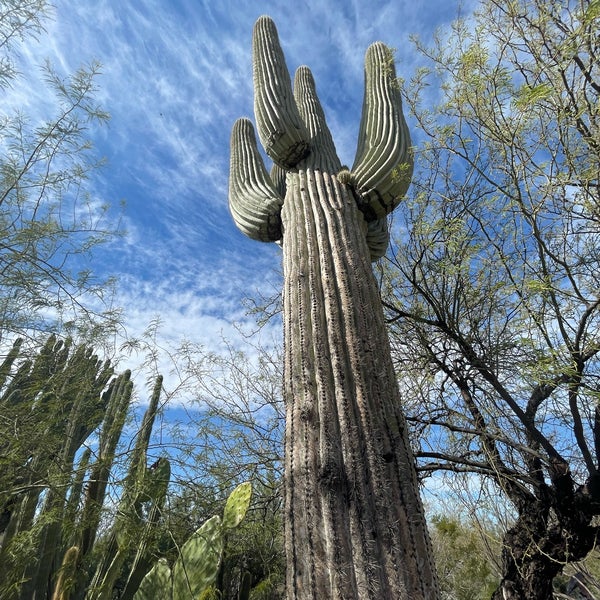 Photo taken at Desert Botanical Garden by Rolling Stone on 3/27/2023