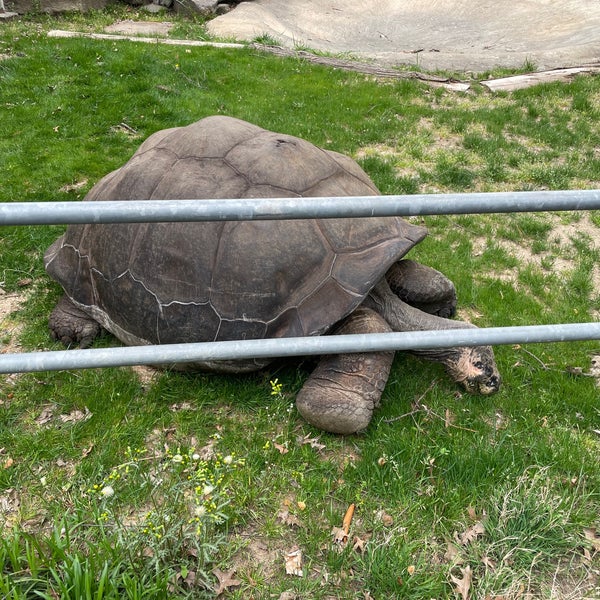 4/16/2023 tarihinde Rolling Stoneziyaretçi tarafından Philadelphia Zoo'de çekilen fotoğraf