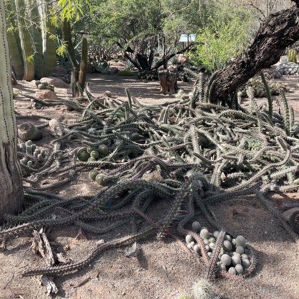 Photo prise au Desert Botanical Garden par Rolling Stone le3/27/2023