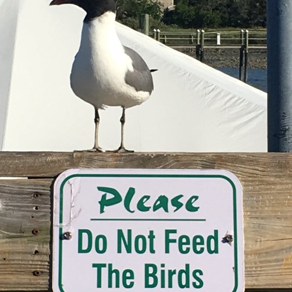 Conch House Reggae Sunday Bar