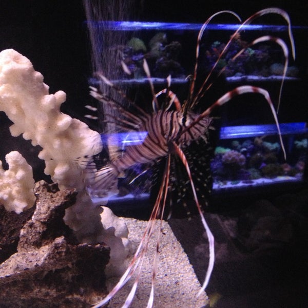 9/1/2013にJustin T.がOld Town Aquariumで撮った写真