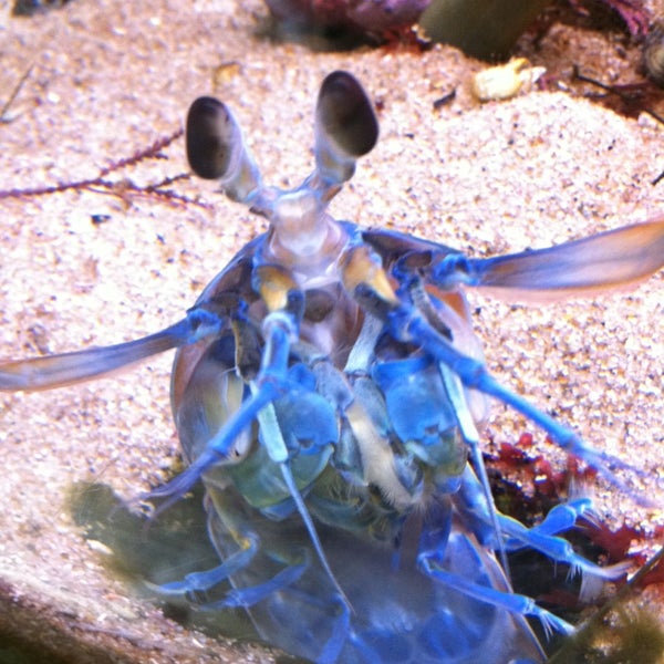 Cabrillo Marine Aquarium - 27187629 QZtYm7LXkvsUzwaIcIM0vPSKb5UlpkR6c6Qiibe2WKI