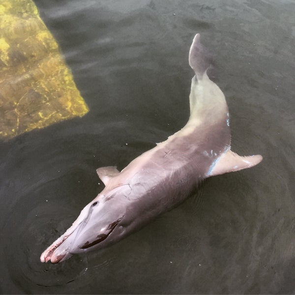 Photo taken at Dolphin Research Center by Craig Z. on 9/29/2015