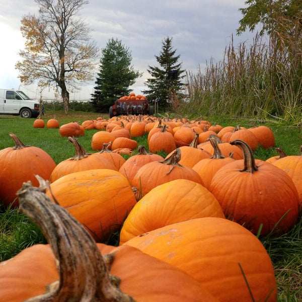 Cooper's Farm and Corn Maze Uxbridge, ON