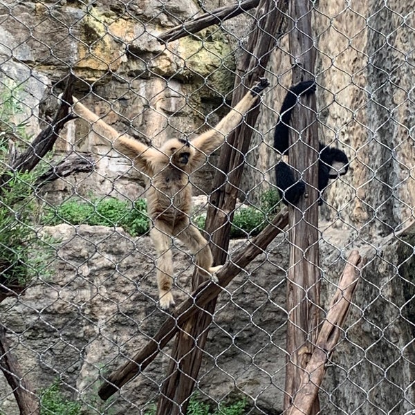 Photo taken at San Antonio Zoo by Amy L. on 9/1/2020