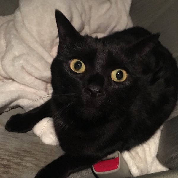 VCA Northeast Animal Hospital Northeast Grand Rapids 3 tips