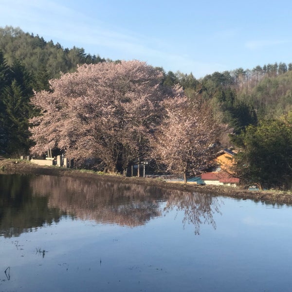 Photos At 群馬県指定天然記念物 天王桜 Tree In 片品村 Photos At 群馬県指定天然記念物 天王桜 Tree In 片品村