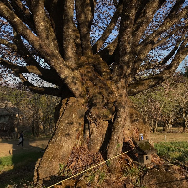 Photos At 群馬県指定天然記念物 天王桜 Tree In 片品村 Photos At 群馬県指定天然記念物 天王桜 Tree In 片品村