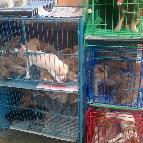 arranque divisoria pet shops