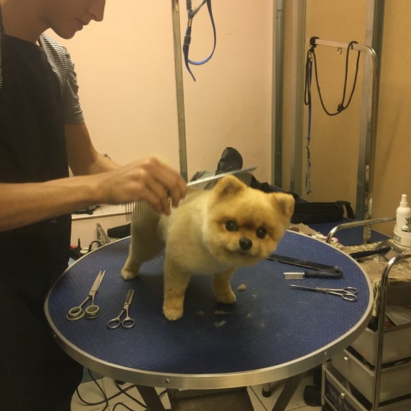 элвет сестрорецк